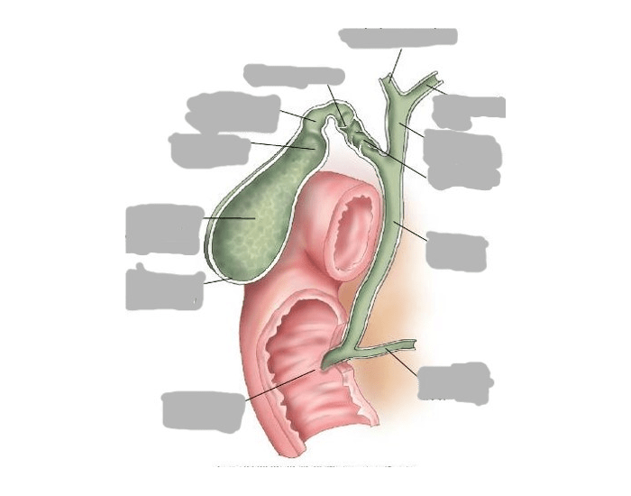 Biliary System Without Labelling anatomy of biliary system — Printable Worksheet