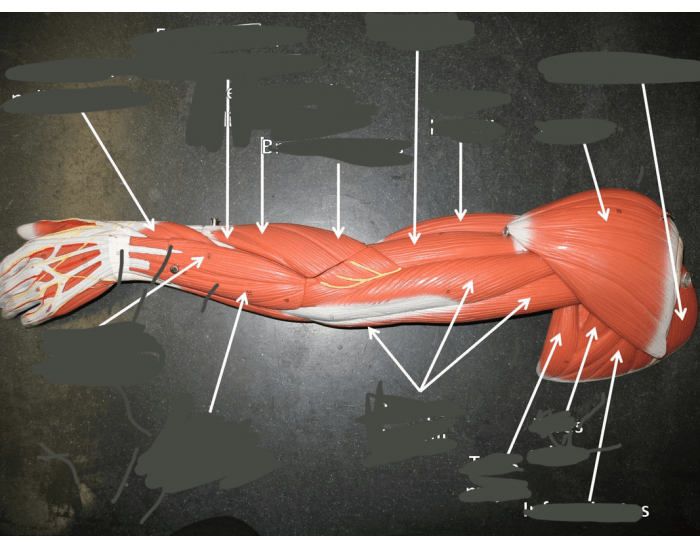 Arm muscles Lab model Quiz
