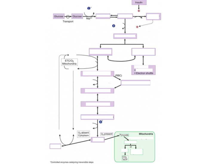Glycolysis (1) Quiz