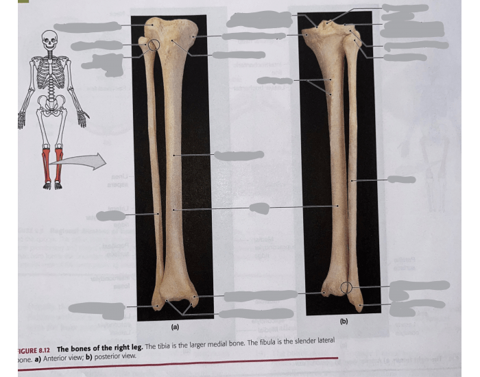 Leg Anatomy Quiz
