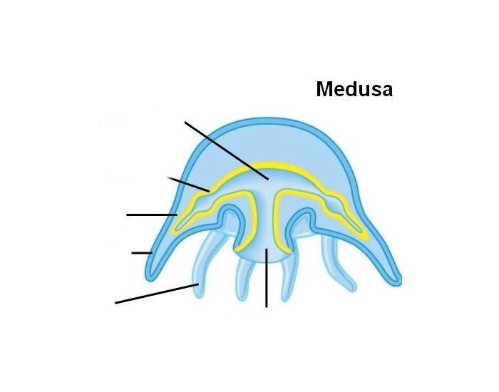 medusa structure Quiz