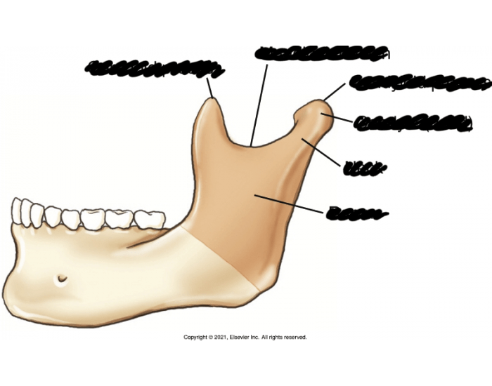 Ramus of mandible parts — Printable Worksheet