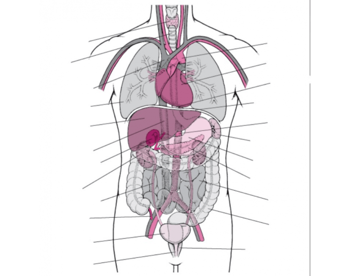 Human Organs Quiz