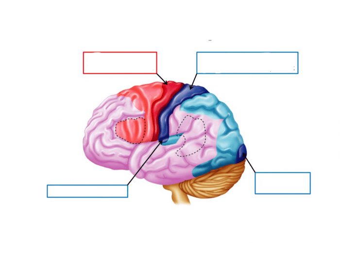 Cerebral Cortex Worksheet Functional Regions of cerebral cortex — Printable Worksheet
