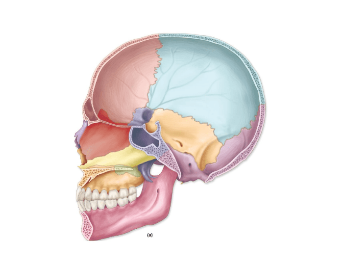 Sagittal Cranial Bones Printable Worksheet