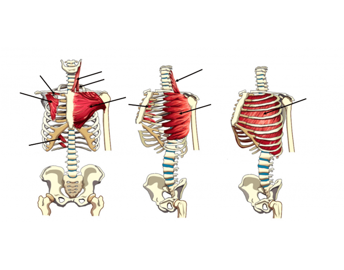 Front Rib Cage Muscles Rib Cage Wall Muscles Quiz