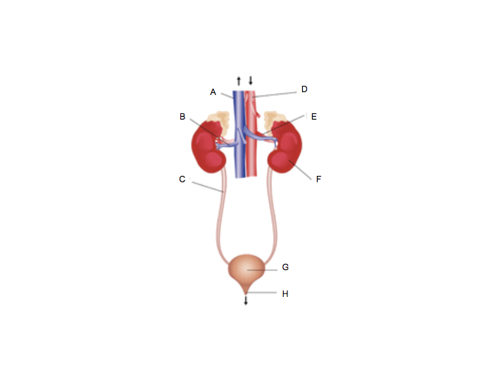 Renal System Quiz