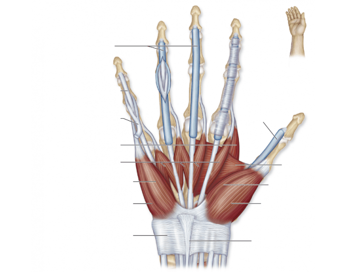 Palmar View of Hand Muscles Quiz