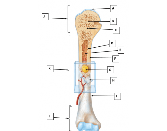 Gross Anatomy of a Long Bone Quiz