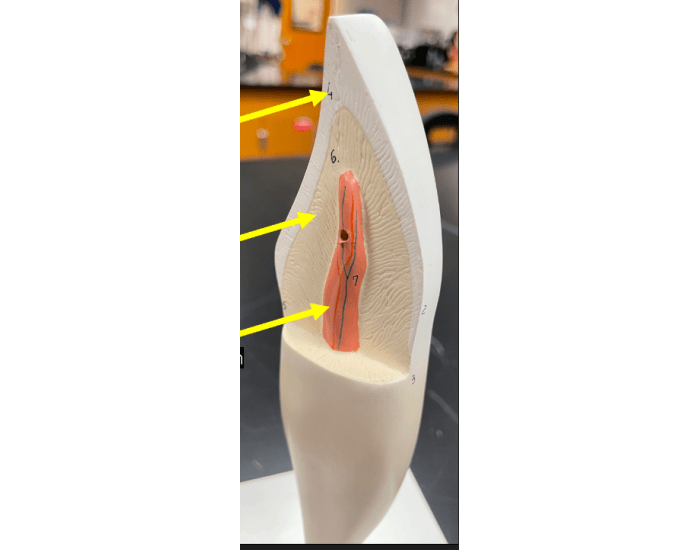 Teeth Interror Incisor tooth interior Quiz