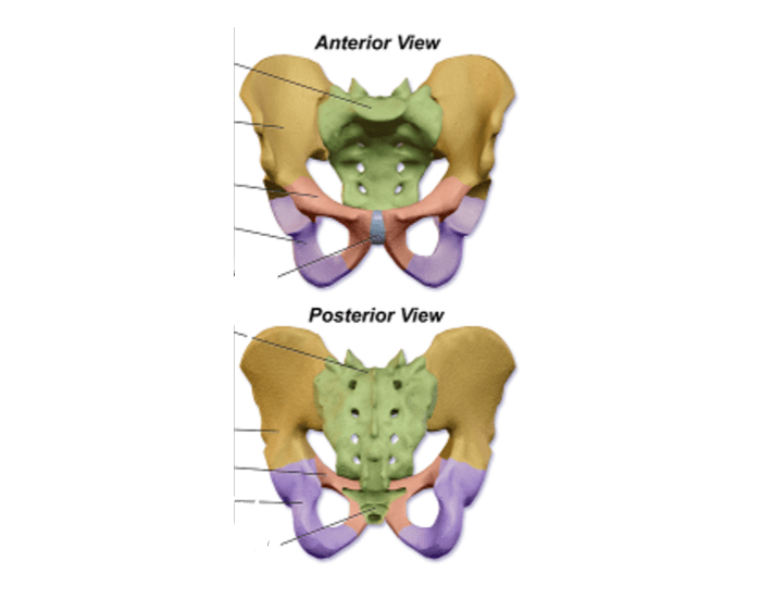 Hip and Pelvic Girdle landmarks — Printable Worksheet