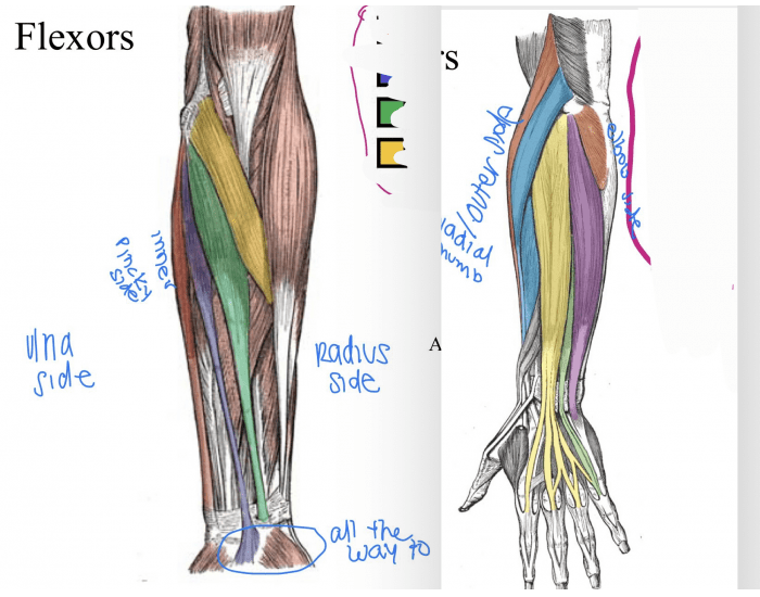 Flexor & extensors Quiz Biology Diagrams