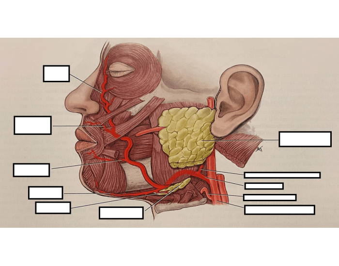 Pathway of. — Printable Worksheet
