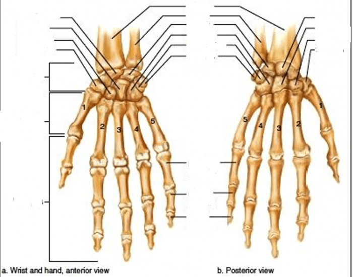 Anterior and Posterior Hand View — Printable Worksheet