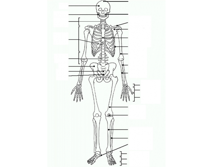 human-skeleton-labeled-xiphoid-process-skeleton-anatomy-leg-bones