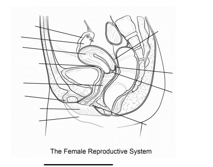 Female Reproductive System Quiz 6619