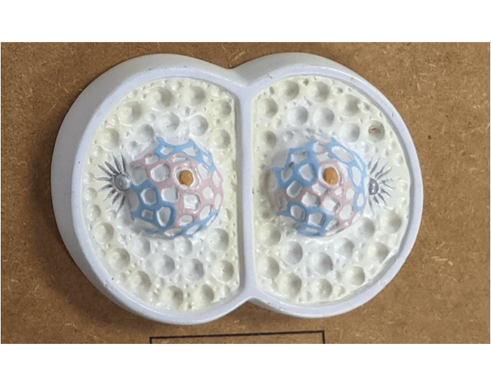 Mitosis Quiz