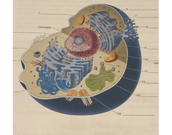 Typical Human Cell Quiz Typical human cell quiz