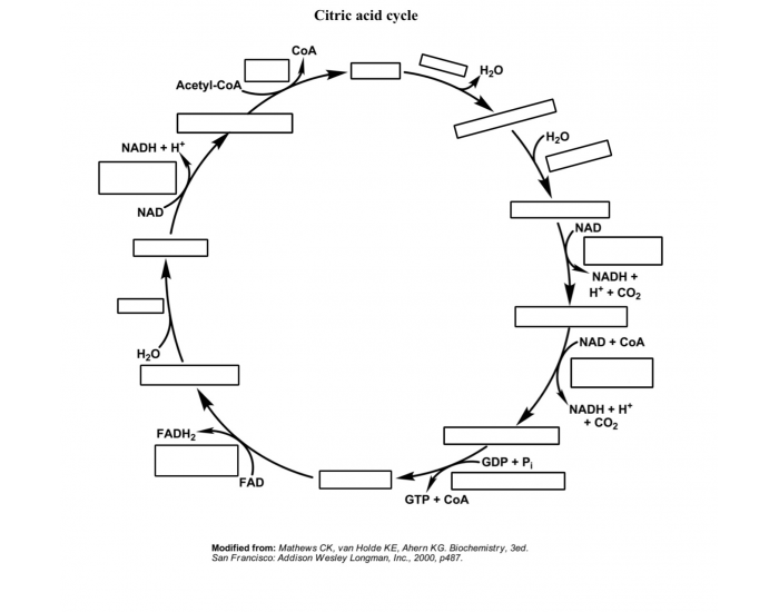 Citric Acid (Kreb's) Cycle — Printable Worksheet