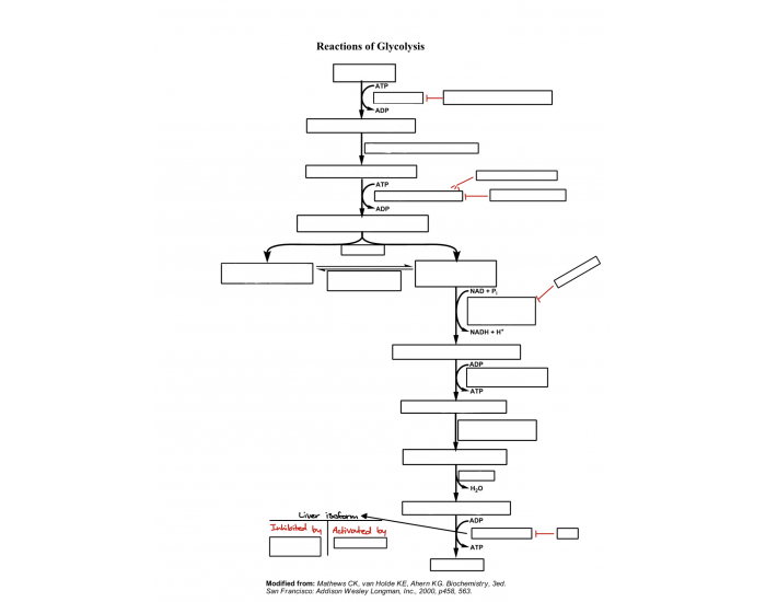 Glycolysis Quiz