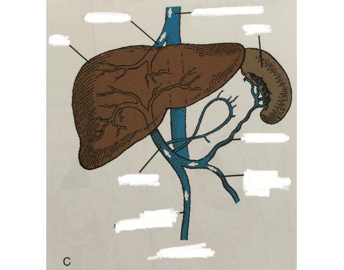 Liver Billiary System Printable Worksheet