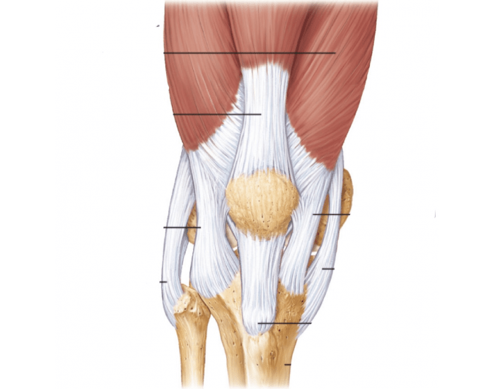 Muscles of posterior view of leg — Printable Worksheet Muscles of posterior view of leg — Printable Worksheet