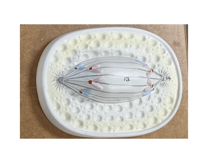 Mitosis Quiz