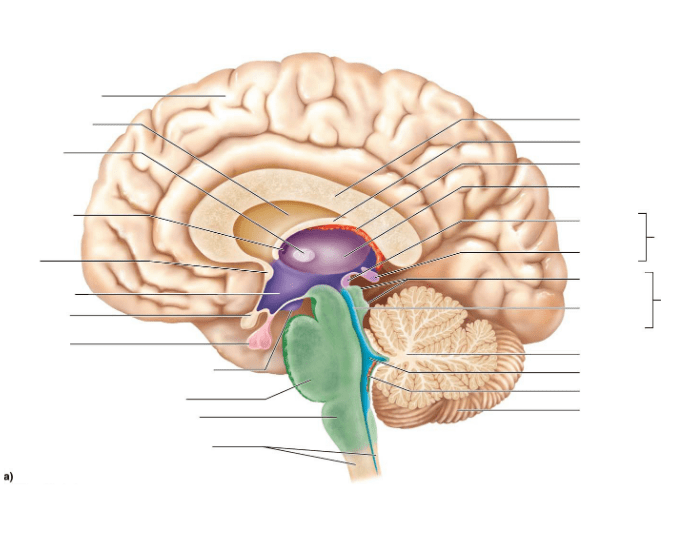 Labeling Brain Printable Worksheet