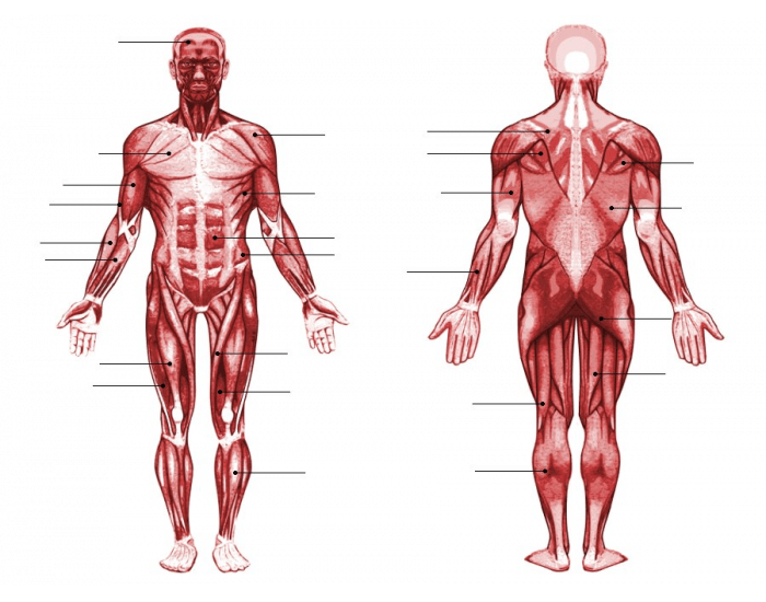 Ib Muscle Labelled IB muscles Quiz