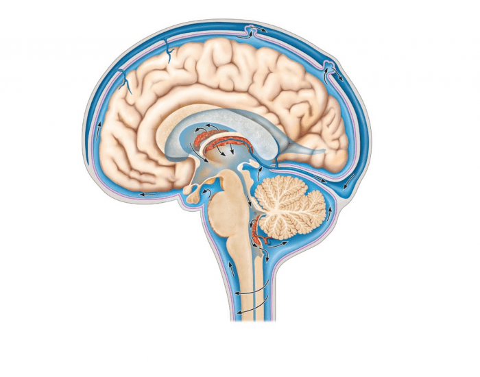 Ventricles Of The Brain Quiz 8965