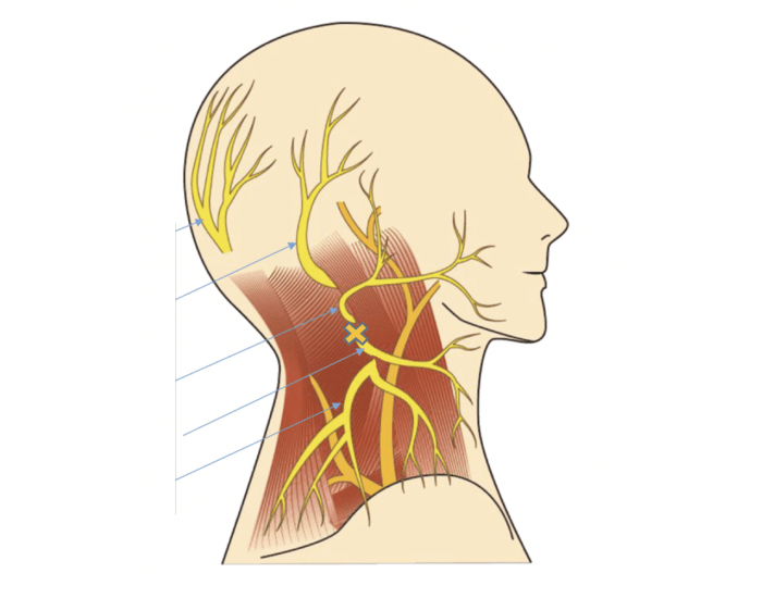 Occipital Nerve Branches Quiz