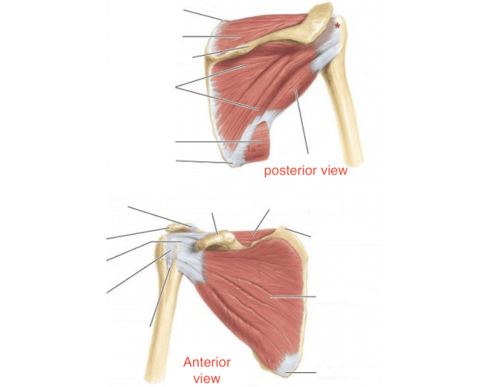 Rotator cuff Quiz