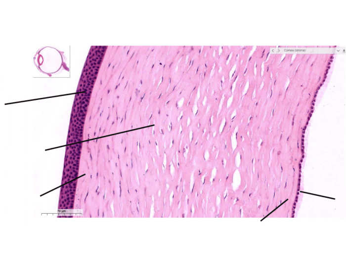 Córnea - histologia Quiz