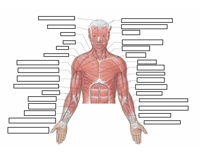 Superficial Skeletal Muscles, Anterior View — Printable Worksheet