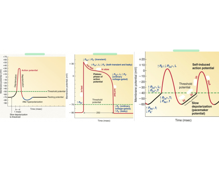 Action Potential Comparison Action Potential Comparison Quiz