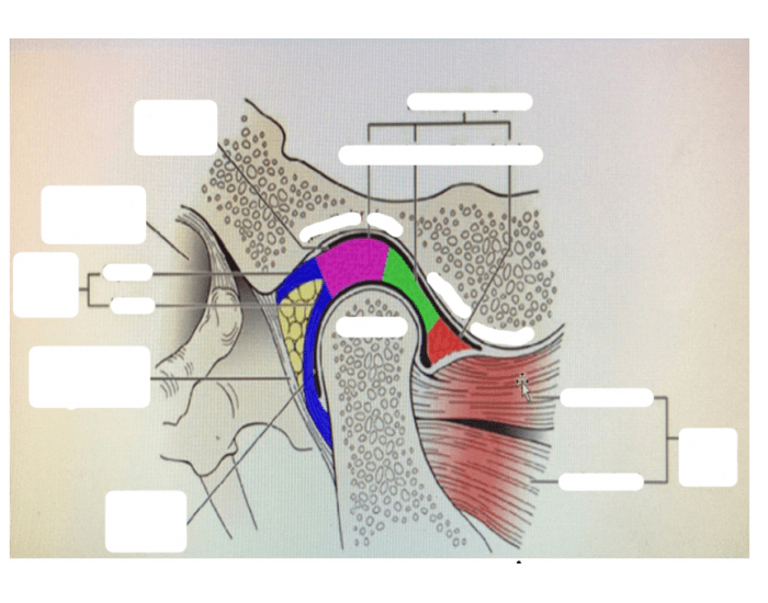TMJ pt2 — Printable Worksheet
