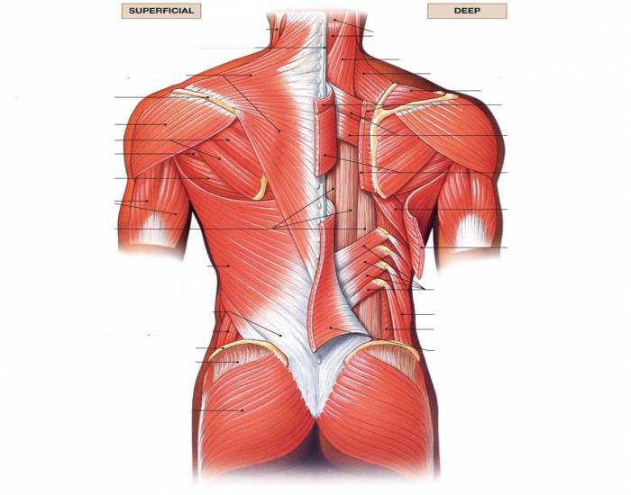 Trunks Back Profile muscles of the trunk back Quiz