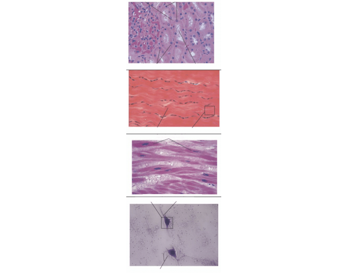 4 Primary Tissue Types Quiz 4-primary-tissue-types-quiz
