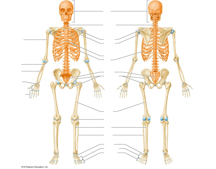 Skeleton Key Question Skeleton practice Quiz