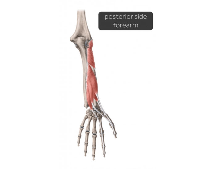 Posterior Forearm (Deep) — Printable Worksheet