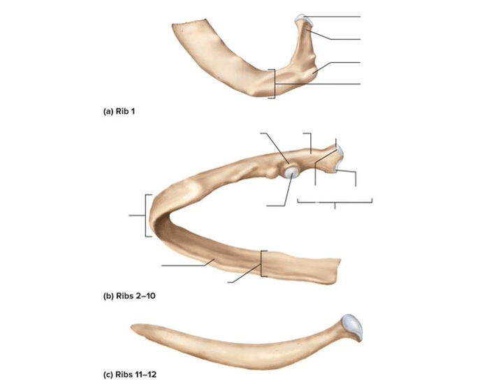 parts of the ribs Quiz