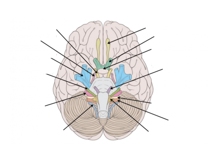 Cranial Nerves Quiz Cranial nerves quiz