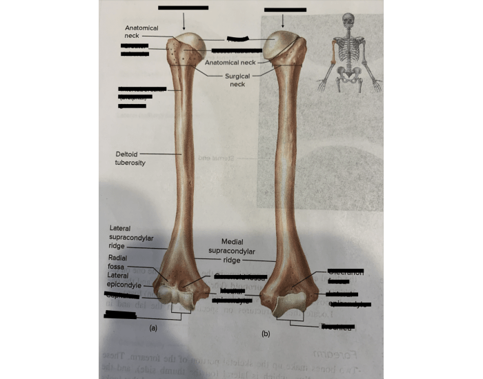 Femur Appendicular Skeleton Lower Limb Printable Worksheet