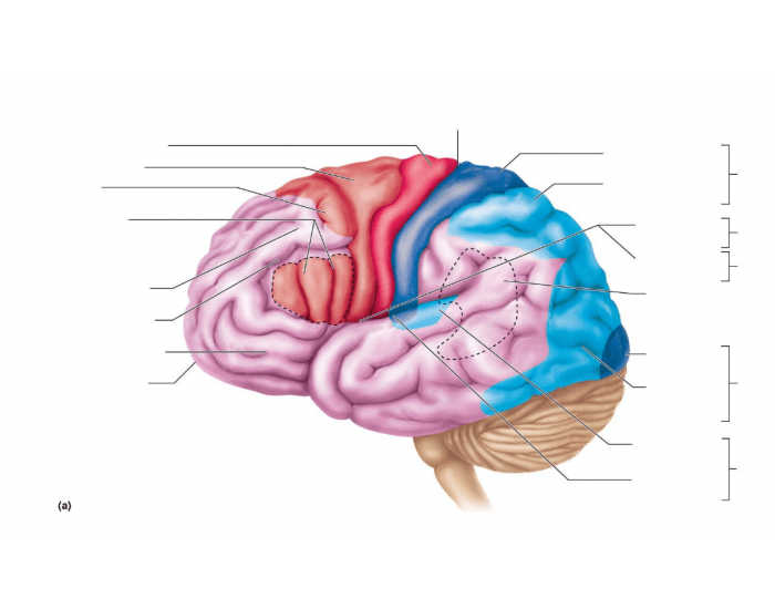 Cerebral Cortex Worksheet functional and structural areas of cerebral cortex — Printable Worksheet