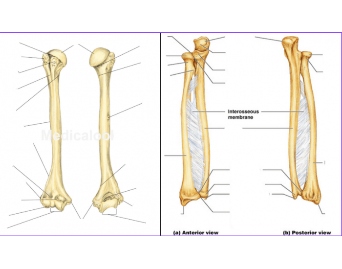 bones: humerus, radius, and ulna Quiz