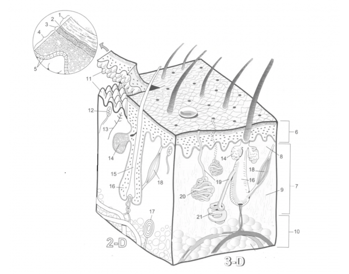 Skin Block Diagram Quiz