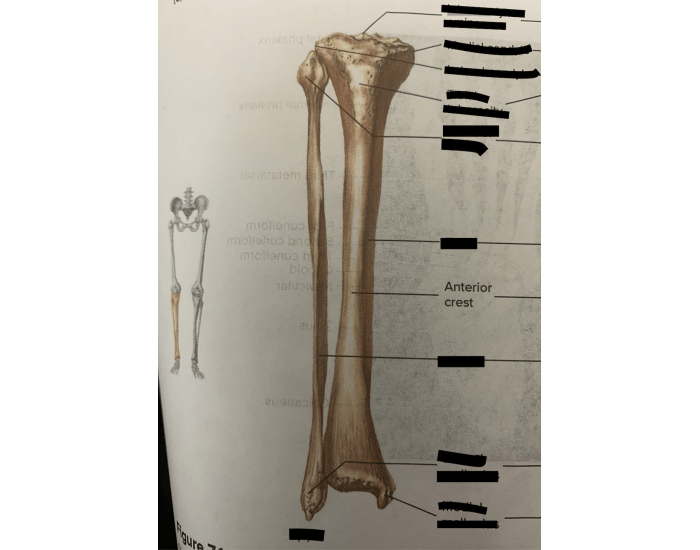 Tibia Bottom Inferor Femur and Tibia: Appendicular Skeleton: Lower Limb Quiz