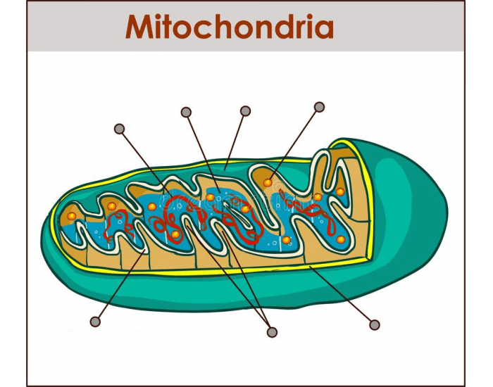 Mitochondria Labelling Printable Worksheet