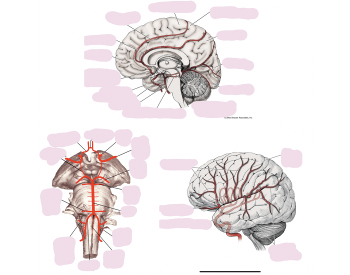 blood-flow-to-brain-quiz