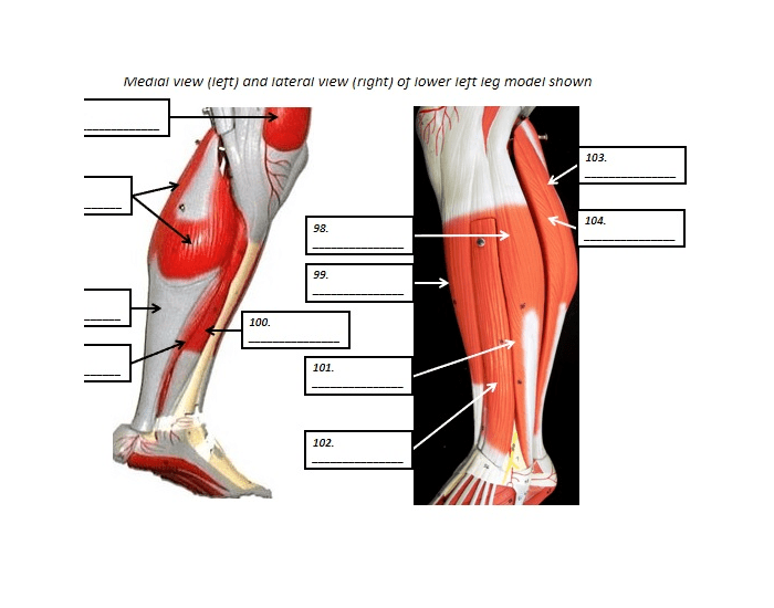 Lower Leg skeletal muscle Quiz